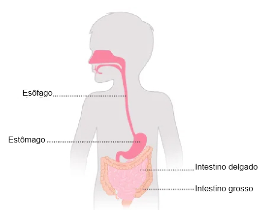 Diagrama do sistema digestivo humano etiquetado em português.